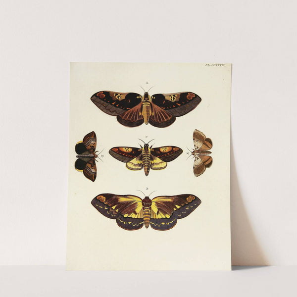 Foreign butterflies occurring in the three continents Asia, Africa and America Pl.046 (1779-1782) by Pieter Cramer