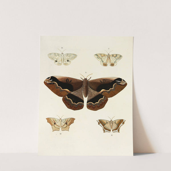 Foreign butterflies occurring in the three continents Asia, Africa and America Pl.047 (1779-1782) by Pieter Cramer