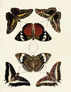 Foreign butterflies occurring in the three continents Asia, Africa and America Pl.048