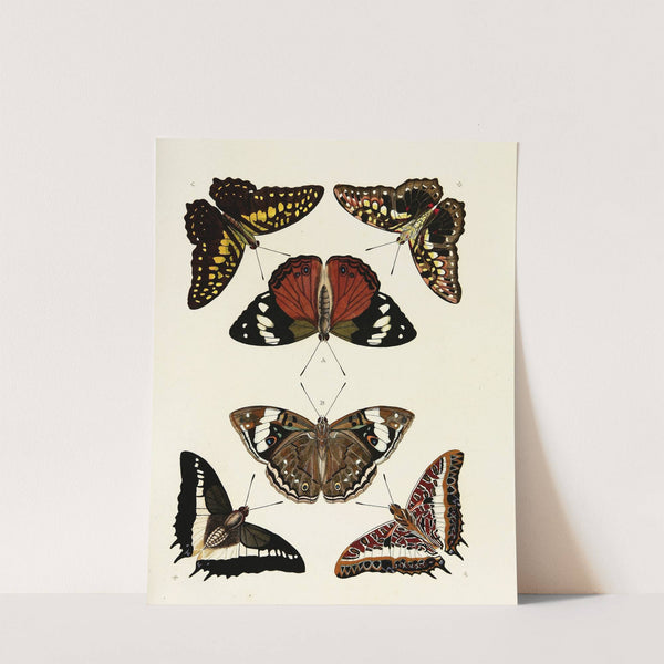 Foreign butterflies occurring in the three continents Asia, Africa and America Pl.048 (1779-1782) by Pieter Cramer