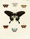 Foreign butterflies occurring in the three continents Asia, Africa and America Pl.050