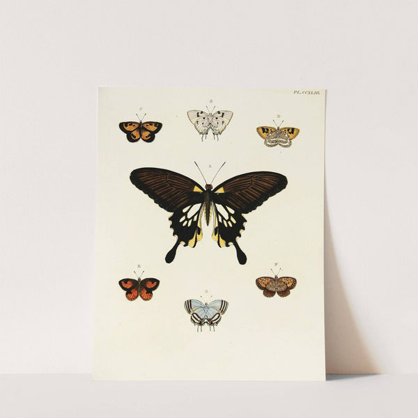 Foreign butterflies occurring in the three continents Asia, Africa and America Pl.050 (1779-1782) by Pieter Cramer