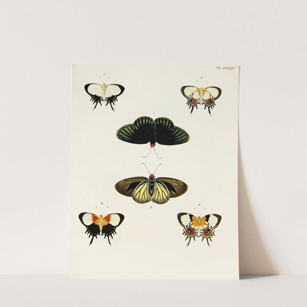 Foreign butterflies occurring in the three continents Asia, Africa and America Pl.051 (1779-1782) by Pieter Cramer