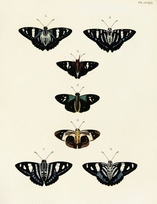 Foreign butterflies occurring in the three continents Asia, Africa and America Pl.052