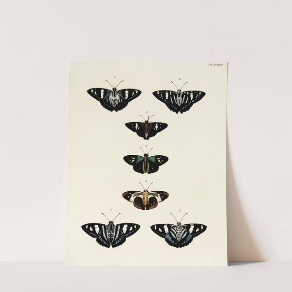 Foreign butterflies occurring in the three continents Asia, Africa and America Pl.052 (1779-1782) by Pieter Cramer