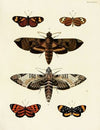 Foreign butterflies occurring in the three continents Asia, Africa and America Pl.053