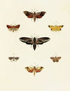Foreign butterflies occurring in the three continents Asia, Africa and America Pl.054