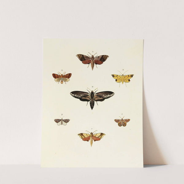 Foreign butterflies occurring in the three continents Asia, Africa and America Pl.054 (1779-1782) by Pieter Cramer