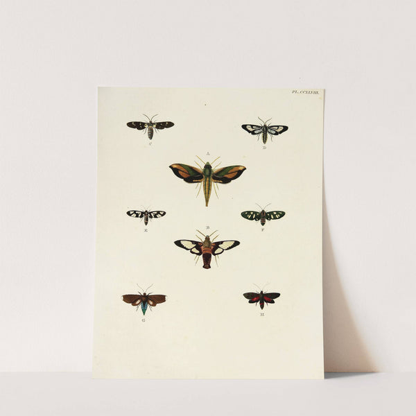 Foreign butterflies occurring in the three continents Asia, Africa and America Pl.055 (1779-1782) by Pieter Cramer