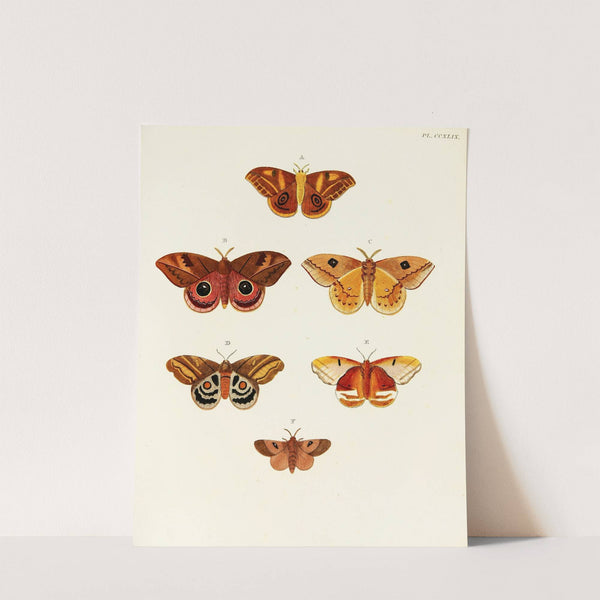 Foreign butterflies occurring in the three continents Asia, Africa and America Pl.056 (1779-1782) by Pieter Cramer