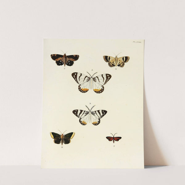 Foreign butterflies occurring in the three continents Asia, Africa and America Pl.058 (1779-1782) by Pieter Cramer