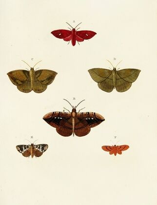 Foreign butterflies occurring in the three continents Asia, Africa and America Pl.059