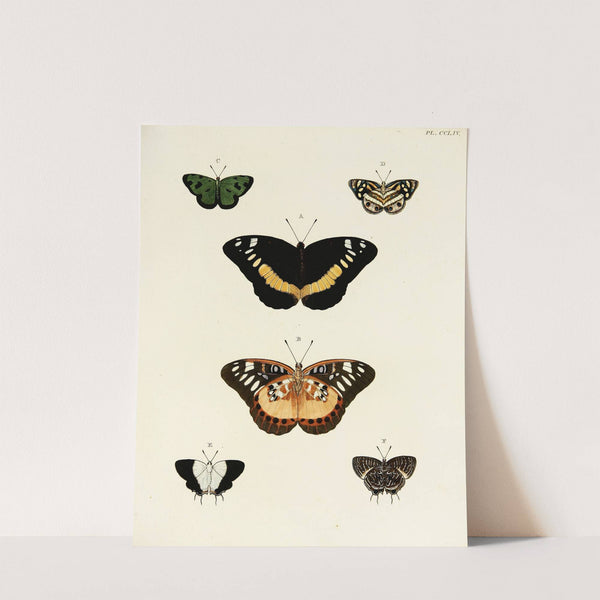 Foreign butterflies occurring in the three continents Asia, Africa and America Pl.061 (1779-1782) by Pieter Cramer