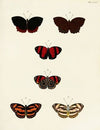 Foreign butterflies occurring in the three continents Asia, Africa and America Pl.063