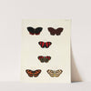 Foreign butterflies occurring in the three continents Asia, Africa and America Pl.063 (1779-1782) by Pieter Cramer