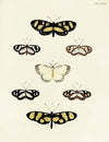 Foreign butterflies occurring in the three continents Asia, Africa and America Pl.064