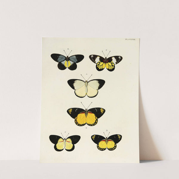 Foreign butterflies occurring in the three continents Asia, Africa and America Pl.065 (1779-1782) by Pieter Cramer