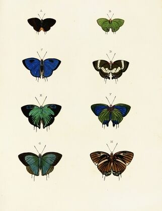 Foreign butterflies occurring in the three continents Asia, Africa and America Pl.066