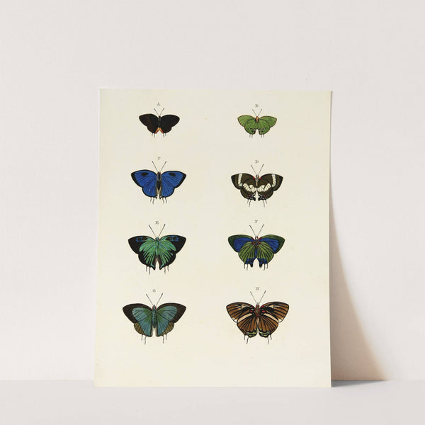 Foreign butterflies occurring in the three continents Asia, Africa and America Pl.066 (1779-1782) by Pieter Cramer