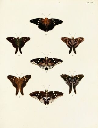 Foreign butterflies occurring in the three continents Asia, Africa and America Pl.067