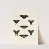 Foreign butterflies occurring in the three continents Asia, Africa and America Pl.067 (1779-1782) by Pieter Cramer