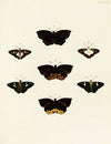 Foreign butterflies occurring in the three continents Asia, Africa and America Pl.068