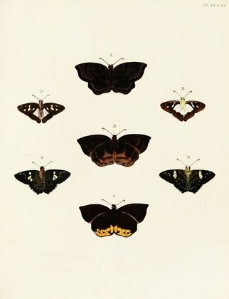 Foreign butterflies occurring in the three continents Asia, Africa and America Pl.068