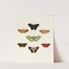 Foreign butterflies occurring in the three continents Asia, Africa and America Pl.069 (1779-1782) by Pieter Cramer