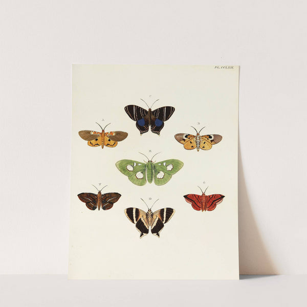 Foreign butterflies occurring in the three continents Asia, Africa and America Pl.069 (1779-1782) by Pieter Cramer