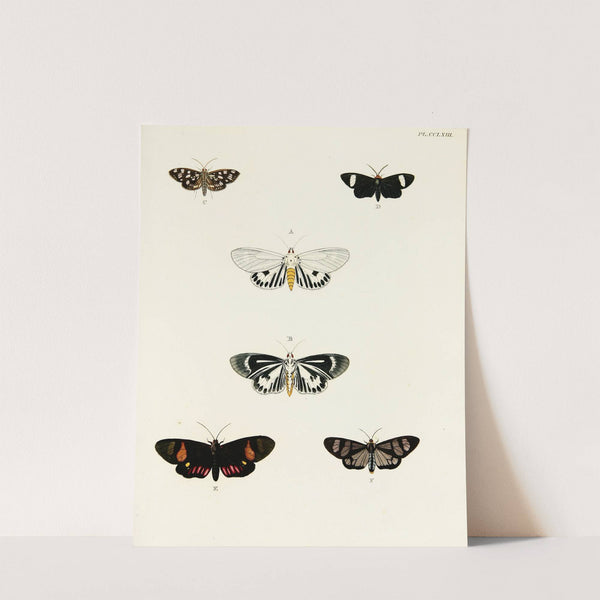 Foreign butterflies occurring in the three continents Asia, Africa and America Pl.070 (1779-1782) by Pieter Cramer