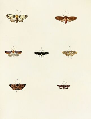Foreign butterflies occurring in the three continents Asia, Africa and America Pl.071