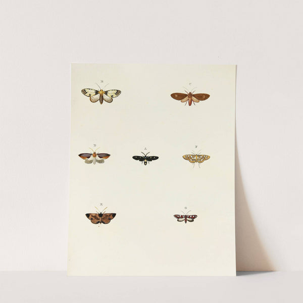 Foreign butterflies occurring in the three continents Asia, Africa and America Pl.071 (1779-1782) by Pieter Cramer