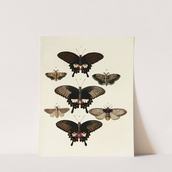 Foreign butterflies occurring in the three continents Asia, Africa and America Pl.072 (1779-1782) by Pieter Cramer