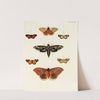 Foreign butterflies occurring in the three continents Asia, Africa and America Pl.075 (1779-1782) by Pieter Cramer