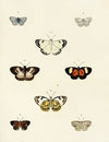 Foreign butterflies occurring in the three continents Asia, Africa and America Pl.077