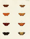 Foreign butterflies occurring in the three continents Asia, Africa and America Pl.078