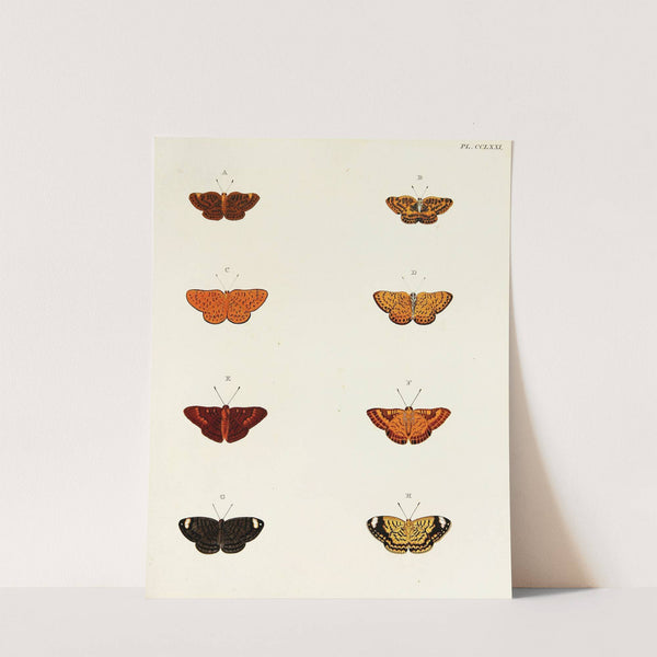Foreign butterflies occurring in the three continents Asia, Africa and America Pl.078 (1779-1782) by Pieter Cramer