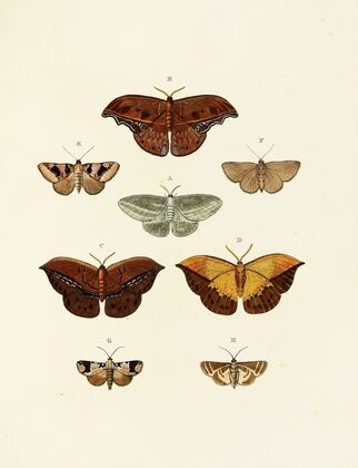 Foreign butterflies occurring in the three continents Asia, Africa and America Pl.079