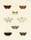 Foreign butterflies occurring in the three continents Asia, Africa and America Pl.080