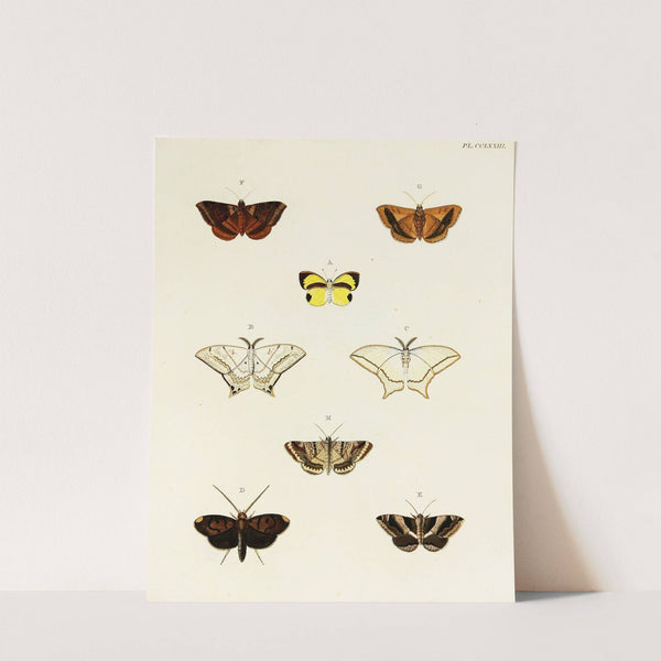 Foreign butterflies occurring in the three continents Asia, Africa and America Pl.080 (1779-1782) by Pieter Cramer