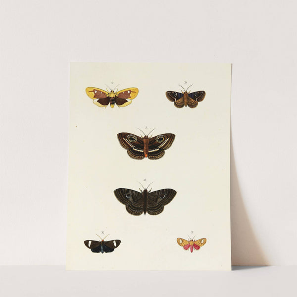 Foreign butterflies occurring in the three continents Asia, Africa and America Pl.081 (1779-1782) by Pieter Cramer