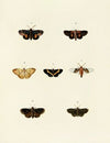 Foreign butterflies occurring in the three continents Asia, Africa and America Pl.083