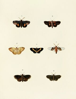 Foreign butterflies occurring in the three continents Asia, Africa and America Pl.083