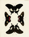 Foreign butterflies occurring in the three continents Asia, Africa and America Pl.084