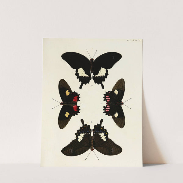 Foreign butterflies occurring in the three continents Asia, Africa and America Pl.084 (1779-1782) by Pieter Cramer