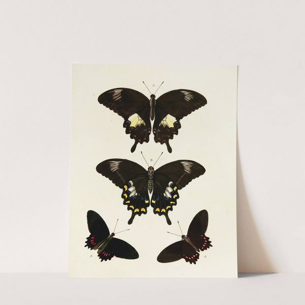 Foreign butterflies occurring in the three continents Asia, Africa and America Pl.085 (1779-1782) by Pieter Cramer