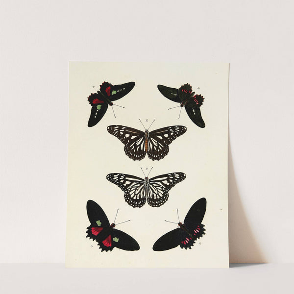 Foreign butterflies occurring in the three continents Asia, Africa and America Pl.086 (1779-1782) by Pieter Cramer