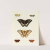 Foreign butterflies occurring in the three continents Asia, Africa and America Pl.087 (1779-1782) by Pieter Cramer