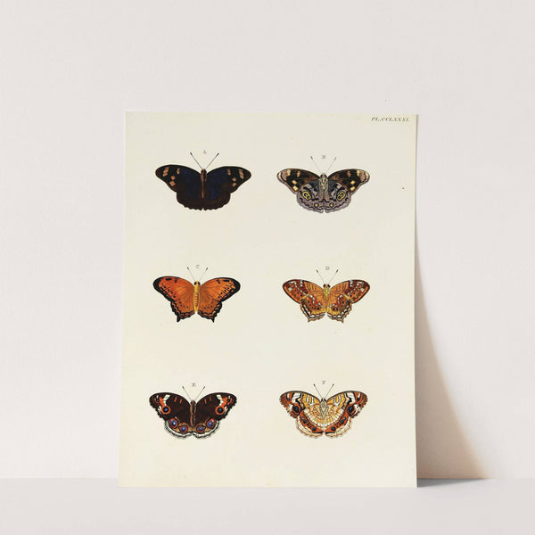 Foreign butterflies occurring in the three continents Asia, Africa and America Pl.088 (1779-1782) by Pieter Cramer