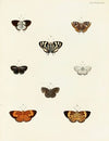 Foreign butterflies occurring in the three continents Asia, Africa and America Pl.089